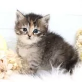 サイベリアン【大阪府・女の子・2025年12月22日・ブラウンパッチドタビー&ホワイト】の写真15