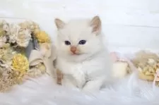 サイベリアン【大阪府・男の子・2025年12月22日・レッドリンクスポイント】の写真7