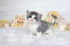 サイベリアン【大阪府・女の子・2025年8月4日・ブルー&ホワイト】の写真5