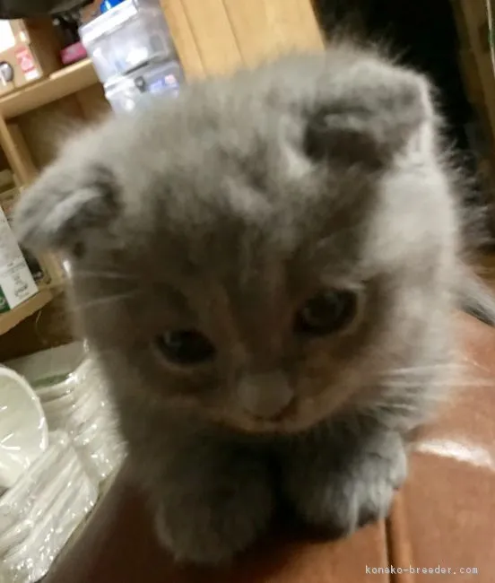 ID:1804-00961の子猫
