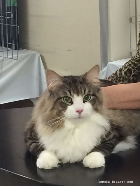 ノルウェージャンフォレストキャット【・男の子・2012年3月12日・ブラウンマッカレルタビー&amp;ホワイト】「ショー会場」