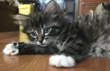 ノルウェージャンフォレストキャット【北海道・男の子・2017年12月9日・ブラウンマッカレルタビー&ホワイト】の写真1「2018/2/26日撮影」