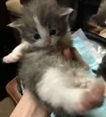 ノルウェージャンフォレストキャット【北海道・男の子・2017年12月9日・ブルーマッカレルタビー&ホワイト(未確定)】の写真1「2018/1/2撮影」