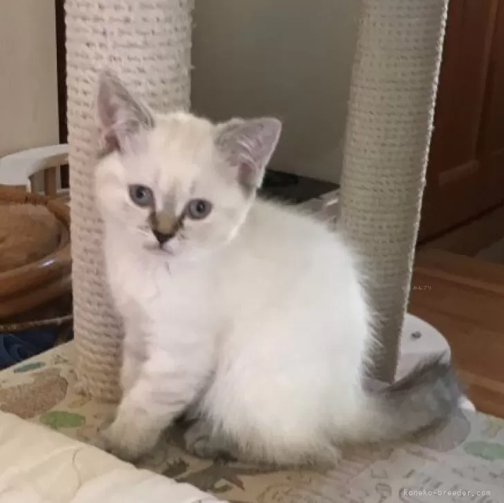 ID：2312-01715の子猫