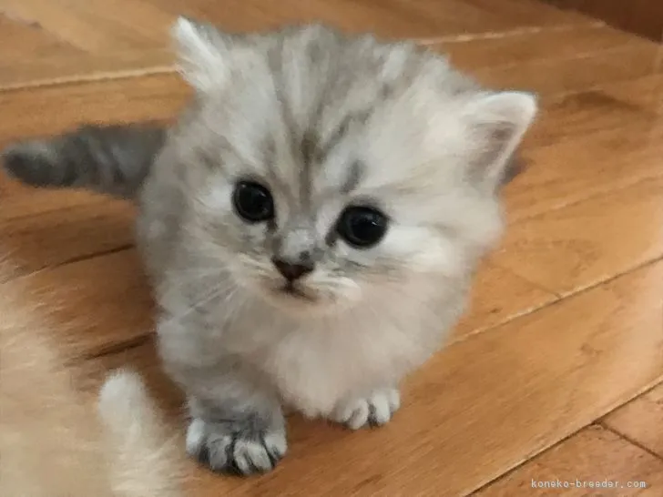 ID：1805-00273の子猫