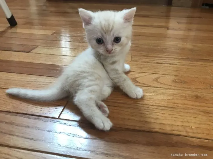 ID:2207-01775の子猫