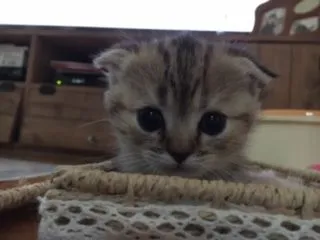 ID：1604-00020の子猫