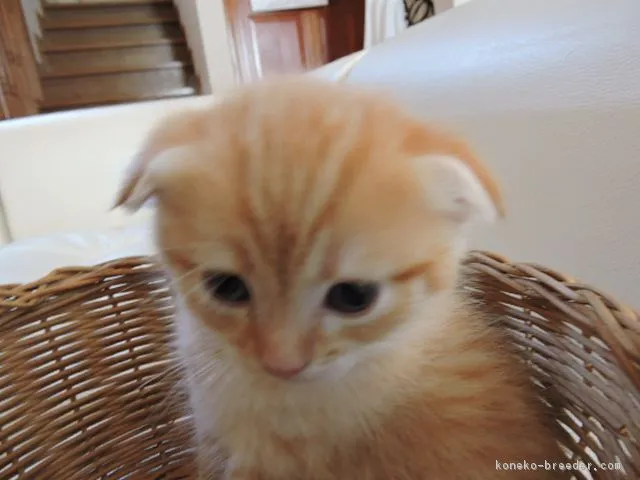 ミニ 様のお迎えした子猫