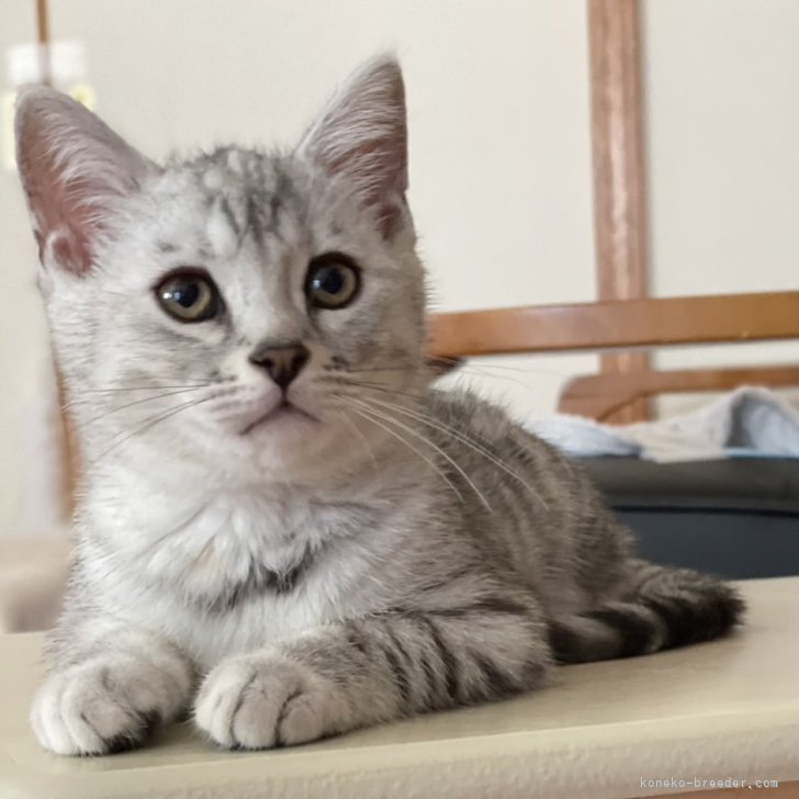 いつぽん様用個別オーダーページ パネル生地 ねこ*いぬ*女の子