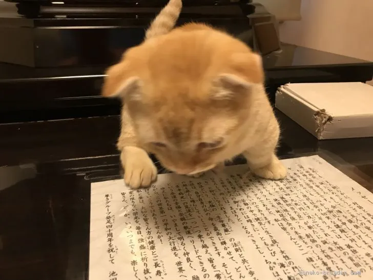 M.A 様のお迎えした子猫