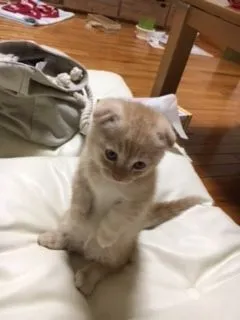 ID：1610-00761の子猫