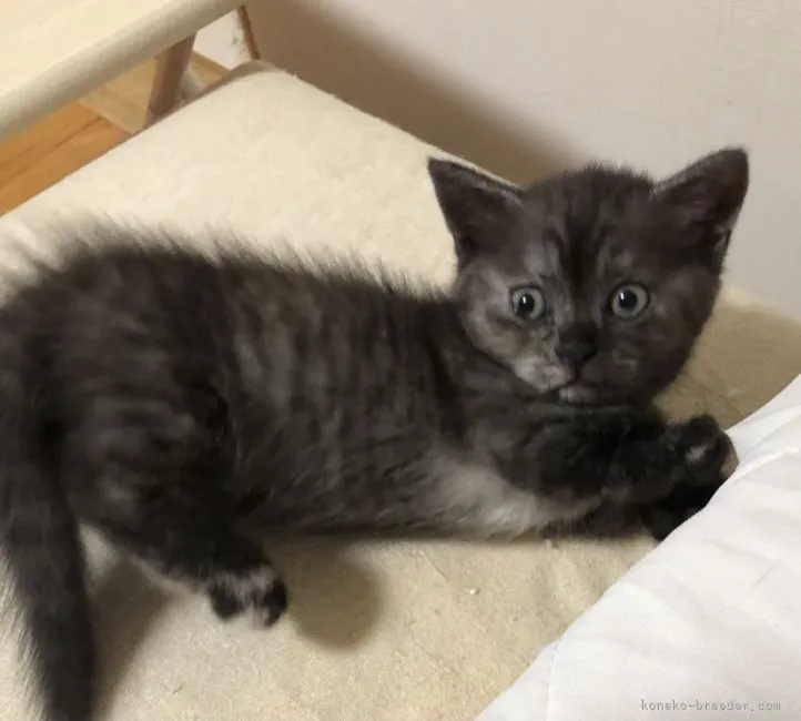 ID：2107-02301の子猫