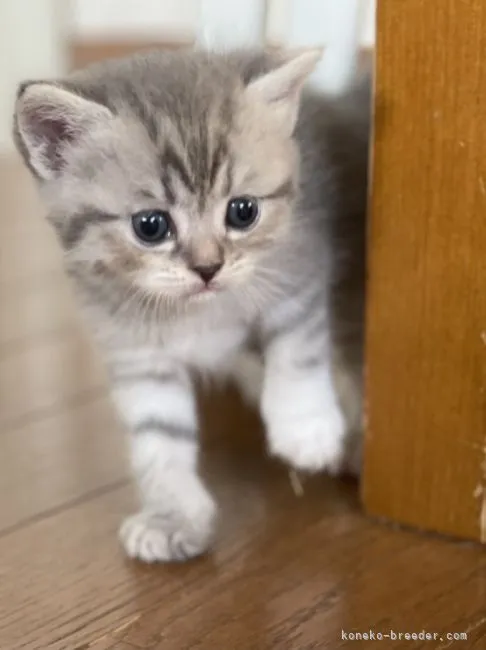 ID：2205-01252の子猫