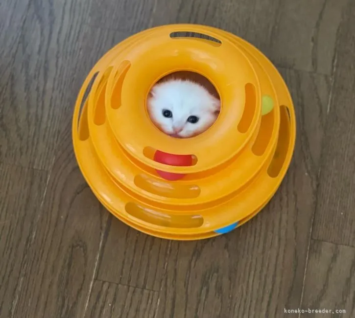 ID：2202-00439の子猫