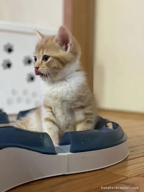ID：2207-01774の子猫