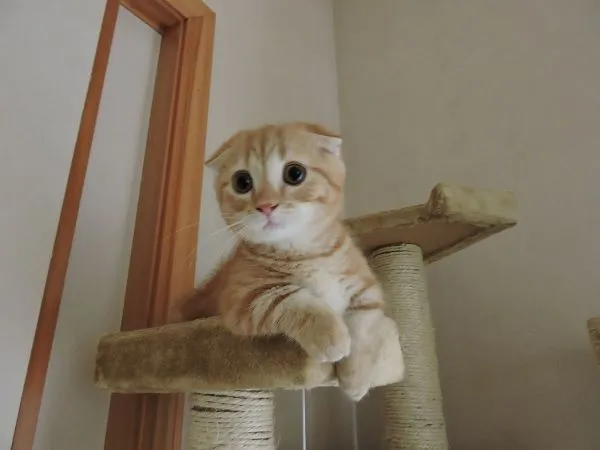 ID:1504-00469の子猫