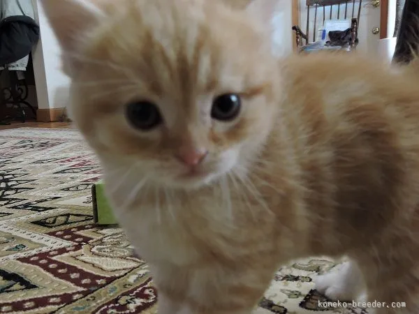 ID：1512-00340の子猫