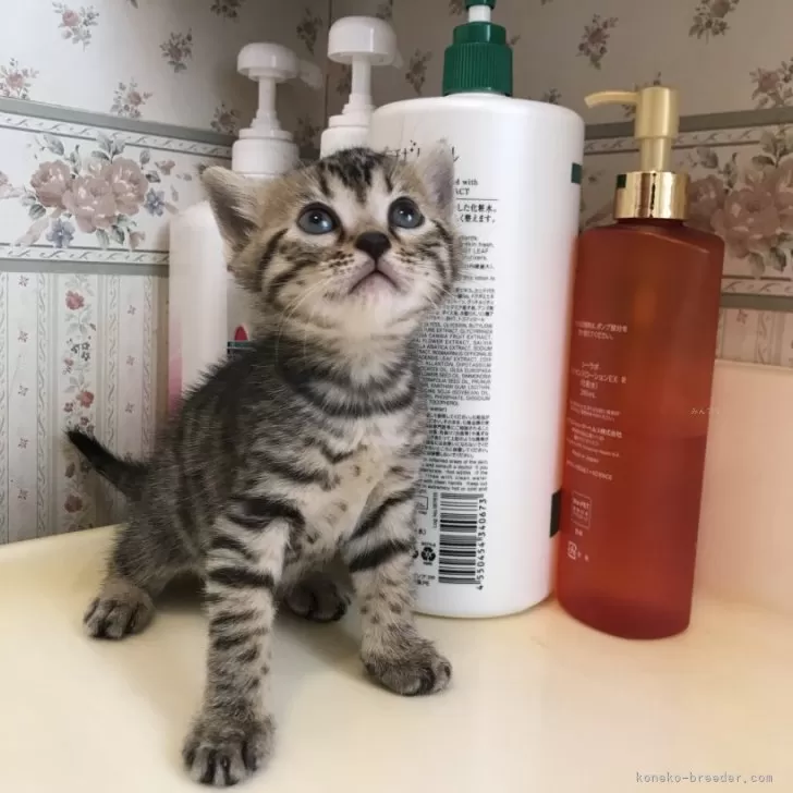 ID:2401-02345の子猫