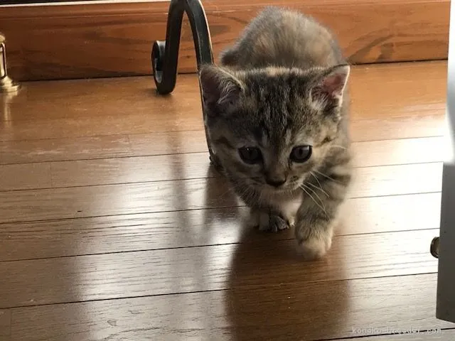 ID：1802-00163の子猫