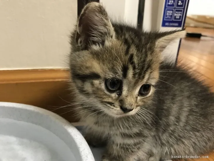 ID：1711-00689の子猫