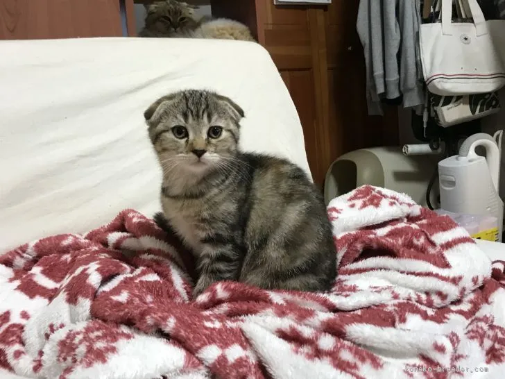 ID:1905-00480の子猫