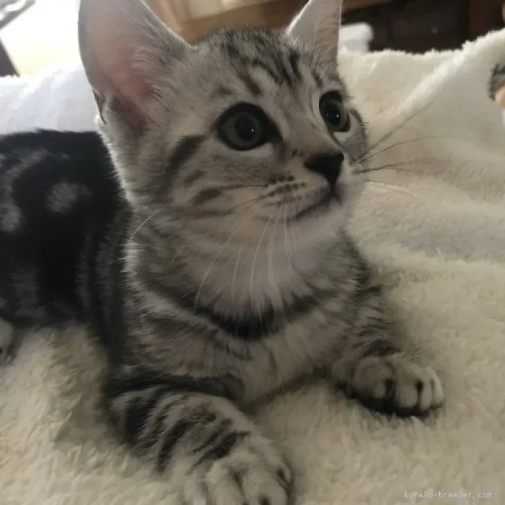 ID:2305-00626の子猫