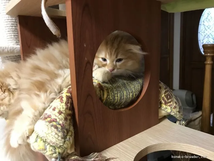 ID:1905-00483の子猫