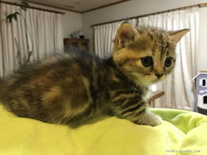 ID：1908-00989の子猫