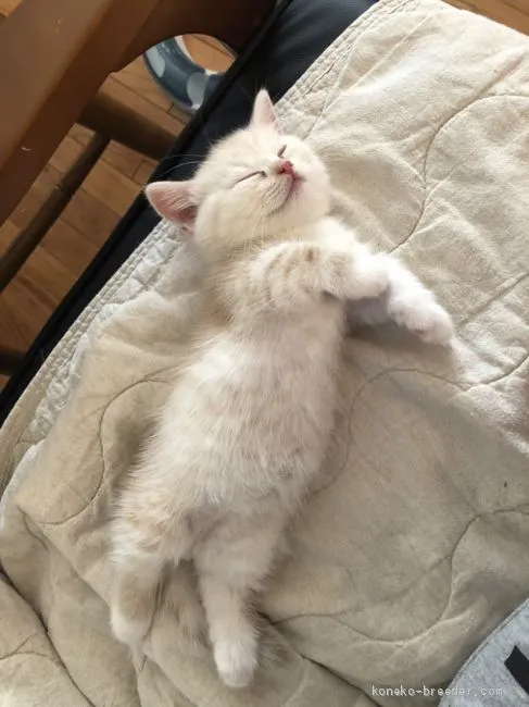 ID:2011-00045の子猫