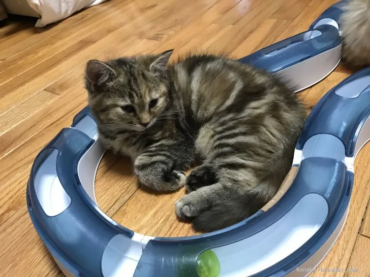 ID：1905-00479の子猫