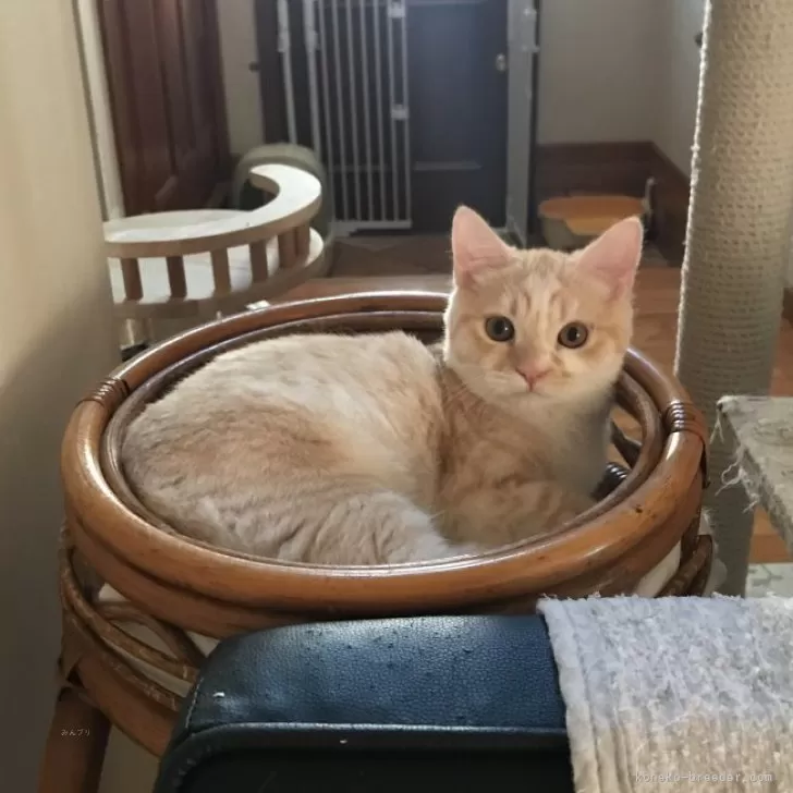 マンチカン(長足)【東京都・男の子・2024年4月17日・カメオマッカレルタビー&amp;ホワイト】の写真1