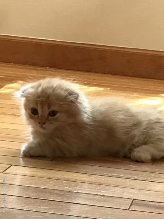 ID：1607-00884の子猫