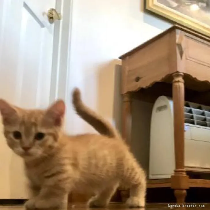 ID:2207-01770の子猫