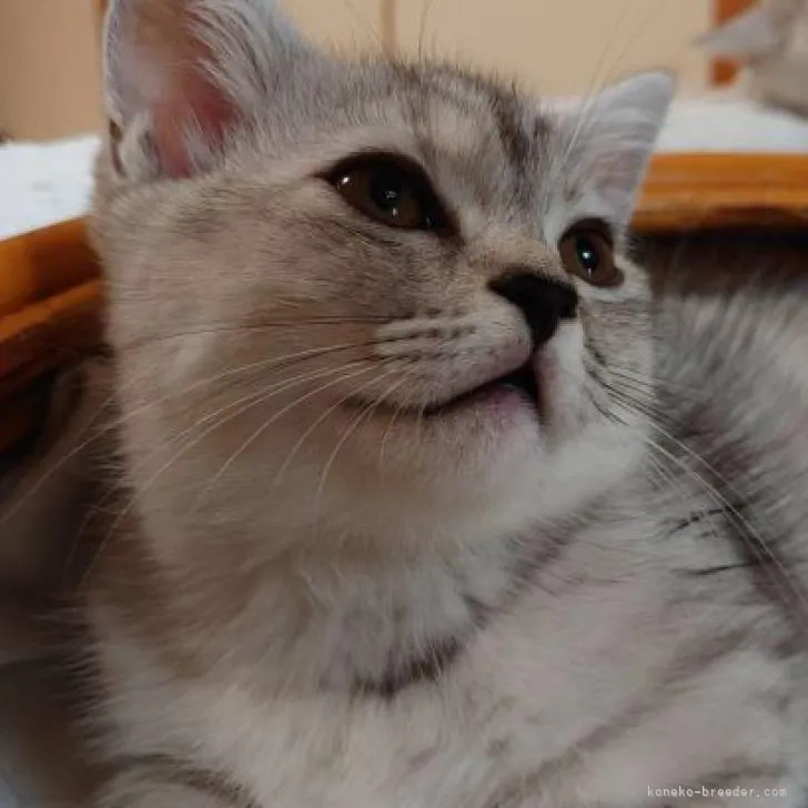 ID：2205-01250の子猫