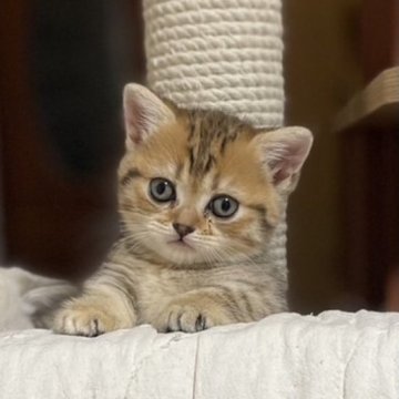 マンチカン(短足)【東京都・女の子・2023年10月17日・ブラウンマッカレルタビー（ショート）】の写真「🌸さくらフェア🌸14日まで」