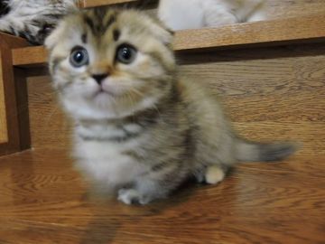 マンチカン【東京都・女の子・2016年11月2日・シルバーマッカレルパッチドタビー（綿毛ショート）】の写真「とても短い足と綺麗なマッカレル柄が自慢です」