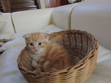 マンチカン【東京都・男の子・2016年6月27日・カメオタビー（若干長めの柔らかショートヘア）】の写真「優しいクリーム色のカメオタビー」