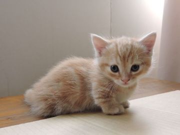 マンチカン【東京都・男の子・2016年11月2日・カメオタビー（綿毛ショート）】の写真「とても短い足のカメオの男の子。ショータイプです。」