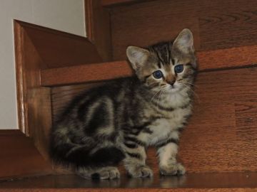 マンチカン【東京都・男の子・2016年11月18日・ブラウンタビー（柔らかくて素敵なコートです。）】の写真「パパはグランドチャンピョンです。」