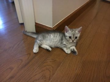 マンチカン【東京都・女の子・2016年8月18日・シルバーパッチドマッカレルタビー（ショートヘア）】の写真「11月2日に5頭の出産がありました。」