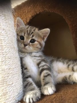 マンチカン【東京都・女の子・2016年11月2日・シルバーパッチドタビー（ふわふわショート）】の写真「とても綺麗な柄です。」