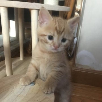 ジェネッタ【東京都・男の子・2023年12月24日・ブラウンパッチドスポテッドタビー（ショート）】の写真「当舎、初のキメラの子です✨」