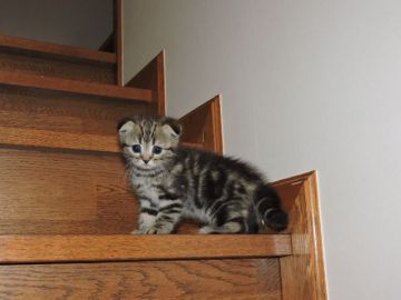 マンチカン【東京都・女の子・2016年11月18日・ブラウンタビー（ショートのふわふわコート）】の写真「パパはグランドチャンピョン。くっきりクシックタビー」