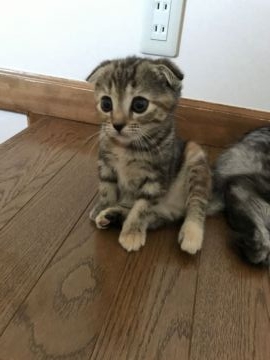 マンチカン【東京都・女の子・2017年2月28日・シルバーパッチドタビー（綿毛ショート）】の写真「素敵なグラデーションのおんなの子」