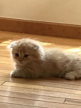 マンチカン【東京都・男の子・2017年2月28日・カメオタビー（フワフワのロングヘア）】の写真「☆人気の耳折☆可愛い男の子です。」