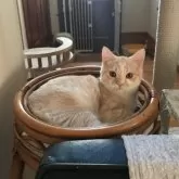 マンチカン(長足)【東京都・男の子・2024年4月17日・カメオマッカレルタビー&ホワイト】の写真1