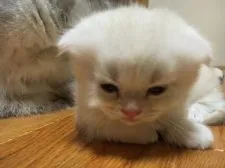 マンチカン【東京都・女の子・2016年8月18日・シェルカメオ】の写真2「ウトウトしてたので撮影。この後はシャッター音に負けづ寝ちゃいました。」