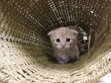 マンチカン【東京都・男の子・2016年2月29日・カメオタビー】の写真2「呼ぶとすぐにそばに来ます。」