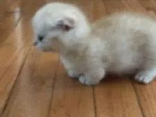 マンチカン(短足)【東京都・男の子・2018年4月2日・クリームカメオマッカレルタビー】の写真2