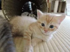 マンチカン【東京都・男の子・2015年7月5日・カメオマッカレルタビー】の写真3